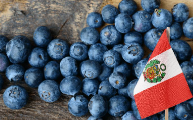 Las exportaciones  de arándanos superaron los 380 millones de kilos y crecieron 21%