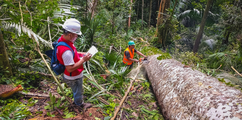 Capacitarán a empresas y profesionales forestales en manejo sostenible de&nbsp;bosques