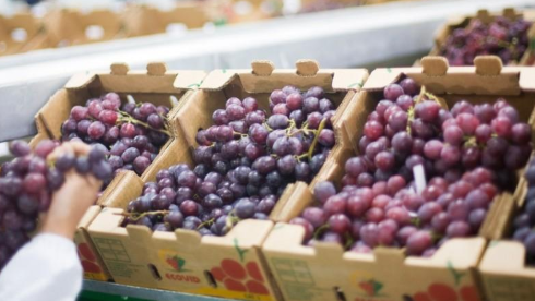 Las uvas frescas representaron el 2,7% del total exportado por Perú