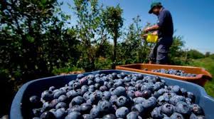 Productores de arándanos peruanos amplían exportaciones hacia&nbsp;Asia